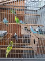 vogels, Dieren en Toebehoren, Vogels | Parkieten en Papegaaien, Parkiet, Geringd