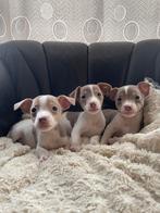 Mini Jack Russell pups, Dieren en Toebehoren, Meerdere, 8 tot 15 weken, Meerdere dieren, Parvo