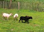 Ouessant ooitjes met stamboom
