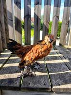 Ukkelse baardkriel 1 kopen 1 gratis, Dieren en Toebehoren, Mannelijk, Kip