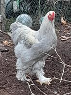 Jonge brahma hanen , buff , rood , grijs, Dieren en Toebehoren, Pluimvee