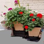 Grote meerjarige bloeiende Geranium 12€ per pot, 20€ allebei, Jardin & Terrasse, Plantes | Jardin, Enlèvement, Été, Plante fixe