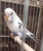 Grasparkiet pop 2025, Dieren en Toebehoren