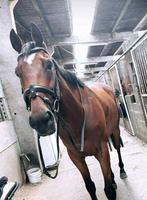 paard, Dieren en Toebehoren, Paarden, Ruin, Niet van toepassing, Gechipt, 11 jaar of ouder