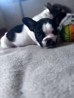Chiot bouledogue français, Animaux & Accessoires, Chienne, Belgique, Bull Terrier, 8 à 15 semaines