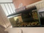GRATIS - aquarium ciano 60 L, Dieren en Toebehoren, Vissen | Aquaria en Toebehoren, Ophalen, Zo goed als nieuw, Plant(en), Steen of Hout