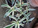 Agave americana Variegata, Ophalen, Tweejarig, Overige soorten, Volle zon