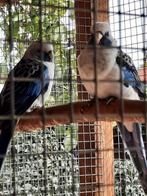 Blauwe pennant te koop, Dieren en Toebehoren, Vogels | Parkieten en Papegaaien