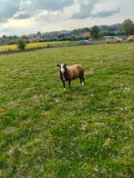 Dekram, Dieren en Toebehoren, Schapen, Geiten en Varkens, Mannelijk, Schaap, 0 tot 2 jaar