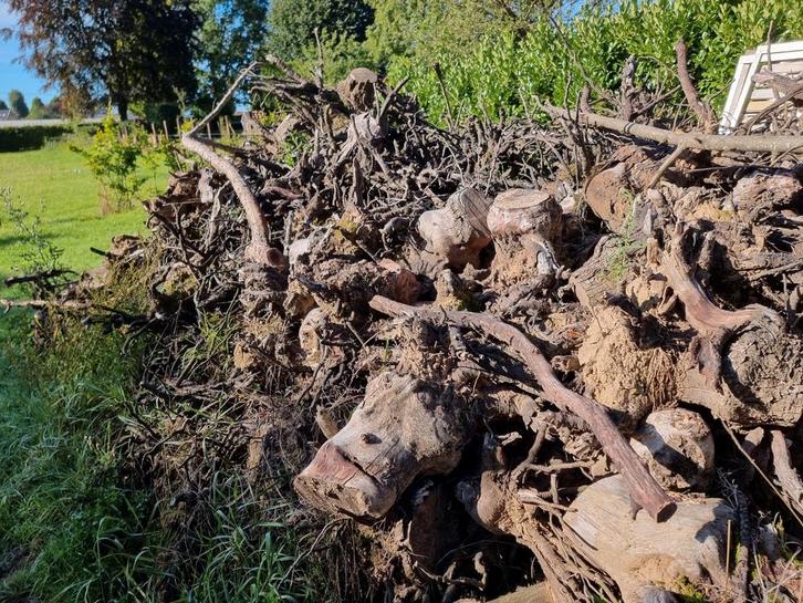 GRATIS - Brandhout peren & appel knotten, Tuin en Terras, Brandhout, Ophalen