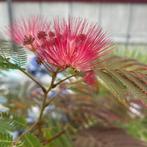 Albizia of Slaapboom, Tuin en Terras, Planten | Bomen, Ophalen of Verzenden, Zomer, In pot, 100 tot 250 cm
