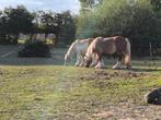 Trekpaarden merries vos, Dieren en Toebehoren, Paarden, Merrie, Zadelmak