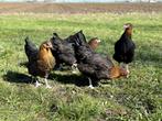 Jonge tamme Marans kippen te koop gesekst en ingeënt, Poule ou poulet, Femelle