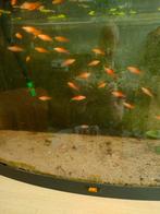 Zwaarddrager pineapple, Dieren en Toebehoren, Vissen | Aquariumvissen, Vis, Zoetwatervis, Schoolvis