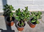 Crassula ovata / jadeplant 20 centimeter, Maison & Meubles, Plantes d'intérieur, Ombre partielle, Plante verte, Enlèvement, Plante succulente