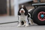 Engelse Cocker pups, Belgisch Fokker, Dieren en Toebehoren, Honden | Retrievers, Spaniëls en Waterhonden, België, CDV (hondenziekte)