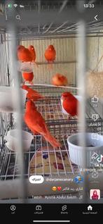 Zoeken Canary Red Factor, Dieren en Toebehoren, Vogels | Overige Vogels