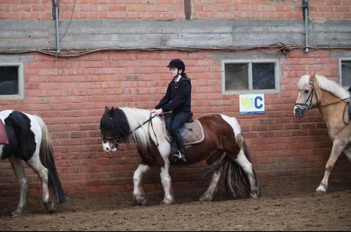 Verzorg pony gezocht (GRATIS), Animaux & Accessoires, Chevaux