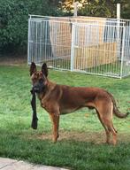 Chenil, Cage , chenil chien , cage chien, berger malinois,, Animaux & Accessoires, Utilisé