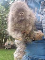 Lapins Anglais Angora à vendre, Animaux & Accessoires, Lapins