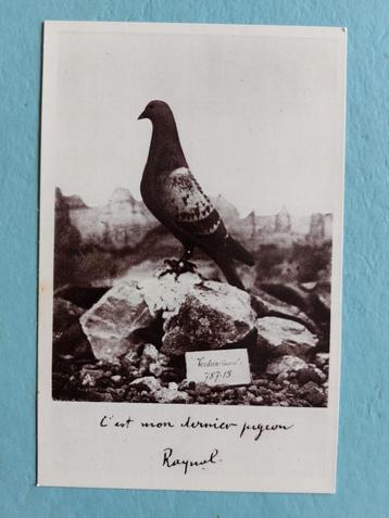 postkaart : C'est mon dernier Pigeon