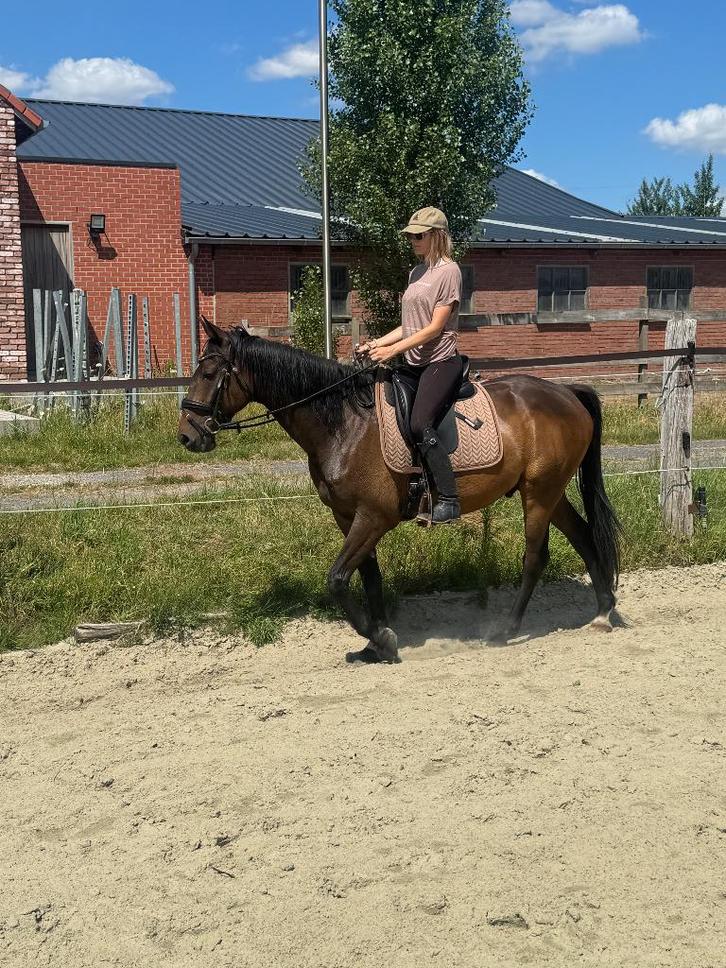 Halve stal Menen, Dieren en Toebehoren, Stalling en Weidegang