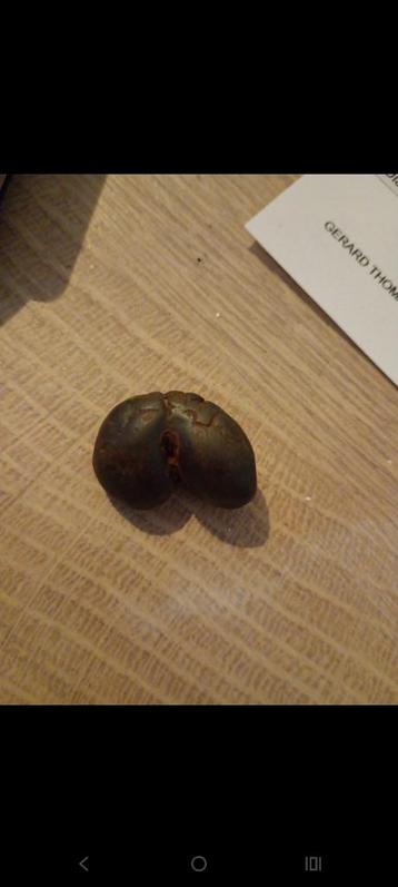 Ancien Coco de mer disponible aux enchères