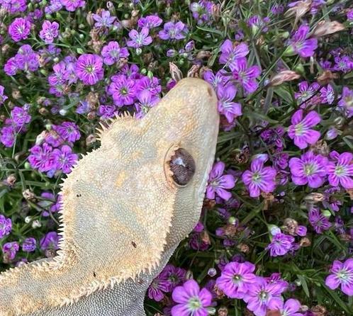 Wimpergekko 2024, Dieren en Toebehoren, Reptielen en Amfibieën
