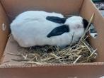 Mooie voedster en kleintjes
