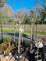 Vijgenboom Ficus Carica, Tuin en Terras, Ophalen, Halfschaduw, Vijgenboom