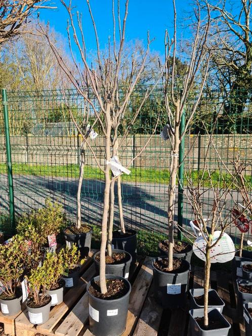 Vijgenboom Ficus Carica, Tuin en Terras, Planten | Fruitbomen, Vijgenboom, Halfschaduw, Ophalen
