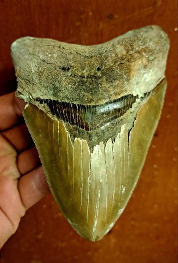 grote USA MEGALODON TAND  14.2 x 9.5 x 2.0cm beschikbaar voor biedingen