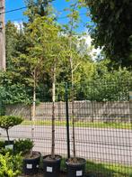 Perzische slaapboom - Albizia Julibrissin Ombrella hoogstam, Ophalen