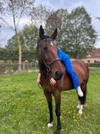 Lief paard, Dieren en Toebehoren, Ruin, Zadelmak, 165 tot 170 cm, 11 jaar of ouder
