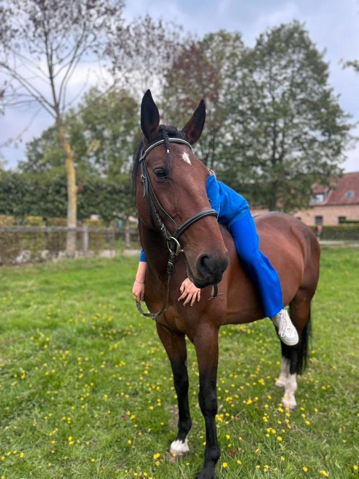 Lief paard, Animaux & Accessoires, Chevaux, Hongre, Débourré, 165 à 170 cm, 11 ans ou plus