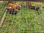 Supermooie Cuy cavia beertjes, Dieren en Toebehoren, Mei, Mannelijk, Cavia