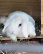 2 langoor rammetjes, Dieren en Toebehoren, Konijnen