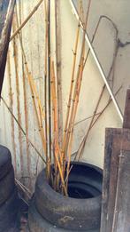 Bamboo stokken in alle maten en 3 soorten, Ophalen, Zo goed als nieuw