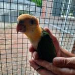 Jong + tam ; Roestkop-caique/papegaai., Dieren en Toebehoren, Vogels | Parkieten en Papegaaien, Papegaai, Geringd