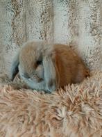 Minilop rammetje ( Isabella kleur), Dieren en Toebehoren, Konijnen, Mannelijk, Dwerg, Hangoor, 0 tot 2 jaar