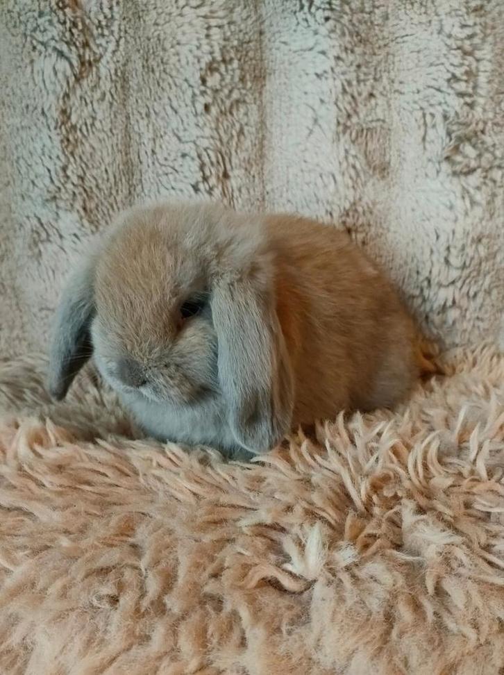 Minilop rammetje ( Isabella kleur), Dieren en Toebehoren, Konijnen, Dwerg, Mannelijk, 0 tot 2 jaar, Hangoor