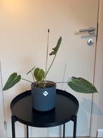 Anthurium Veitchii, Huis en Inrichting, Kamerplanten, Ophalen, Overige soorten, Halfschaduw, In pot
