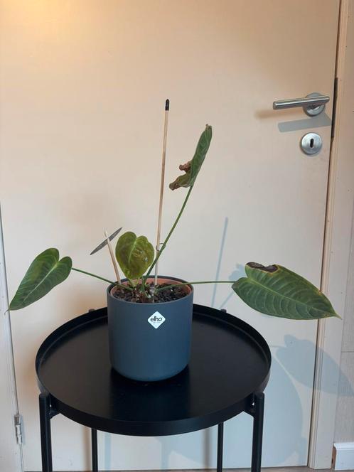 Anthurium Veitchii, Huis en Inrichting, Kamerplanten, Overige soorten, Minder dan 100 cm, Groene kamerplant, Halfschaduw, In pot