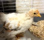 Cochin kriel haantje, Dieren en Toebehoren