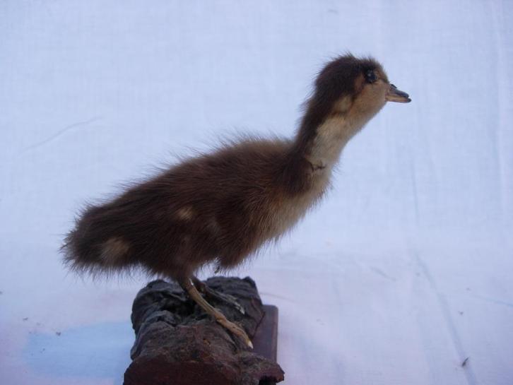 Opgezette eendenkuiken, Antiek en Kunst, Curiosa en Brocante, Ophalen of Verzenden