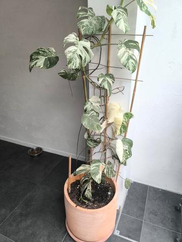  Monstera deliciosa variegata met terracotta designpot beschikbaar voor biedingen