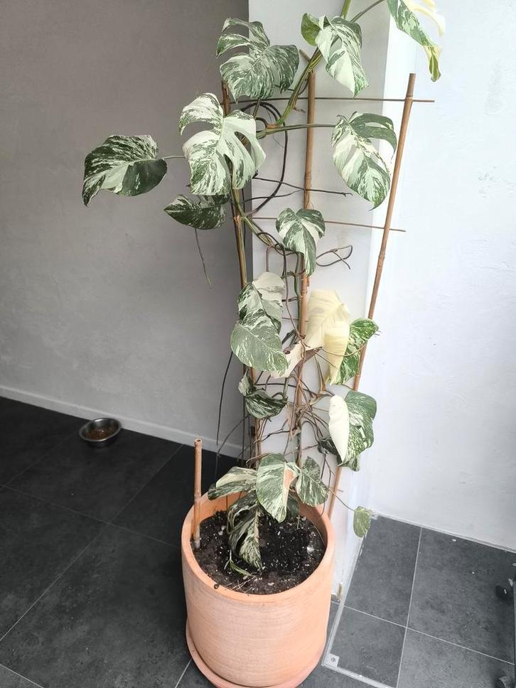 Monstera deliciosa variegata met terracotta designpot, Huis en Inrichting, Kamerplanten, Ophalen