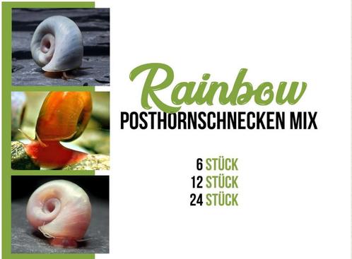 Posthoornslakken Roze, Rood en Blauw (100% Clean/Vrij van Pa, Animaux & Accessoires, Poissons | Poissons d'aquarium, Poisson d'eau douce