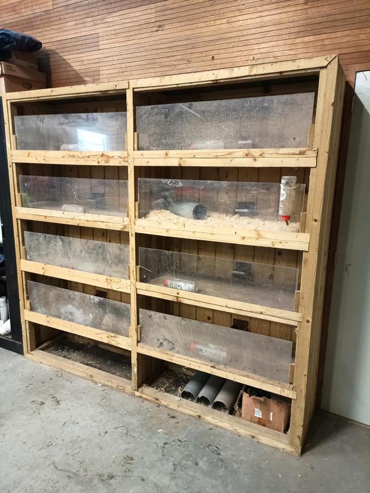 Flat voor cavia's, Animaux & Accessoires, Rongeurs & Lapins | Cages & Clapiers, Cobaye, Enlèvement