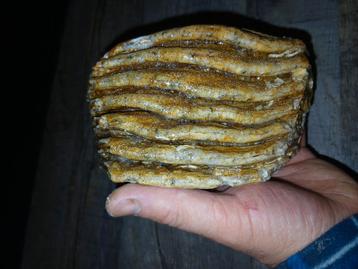 Mamoetkies  beschikbaar voor biedingen